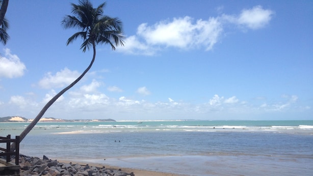 A beach with a wooden fence, a palm tree, and a dog. - Pousada Barbara (Tibau do Sul)