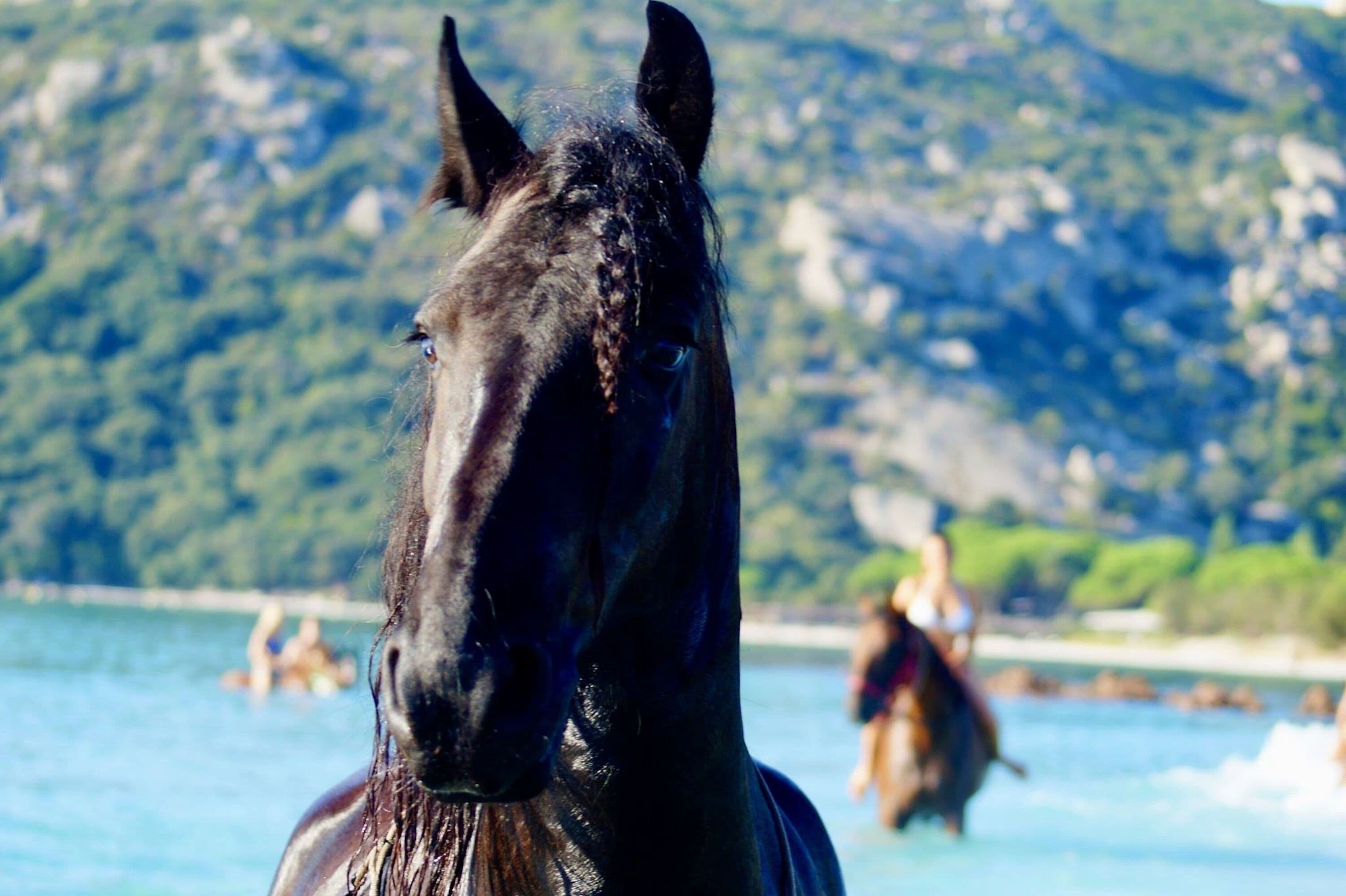A close-up of a horse's face with a mountainous background.