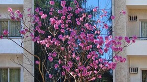 Un edificio con una amplia fachada de vidrio reflectante y un árbol con flores rosadas al frente.