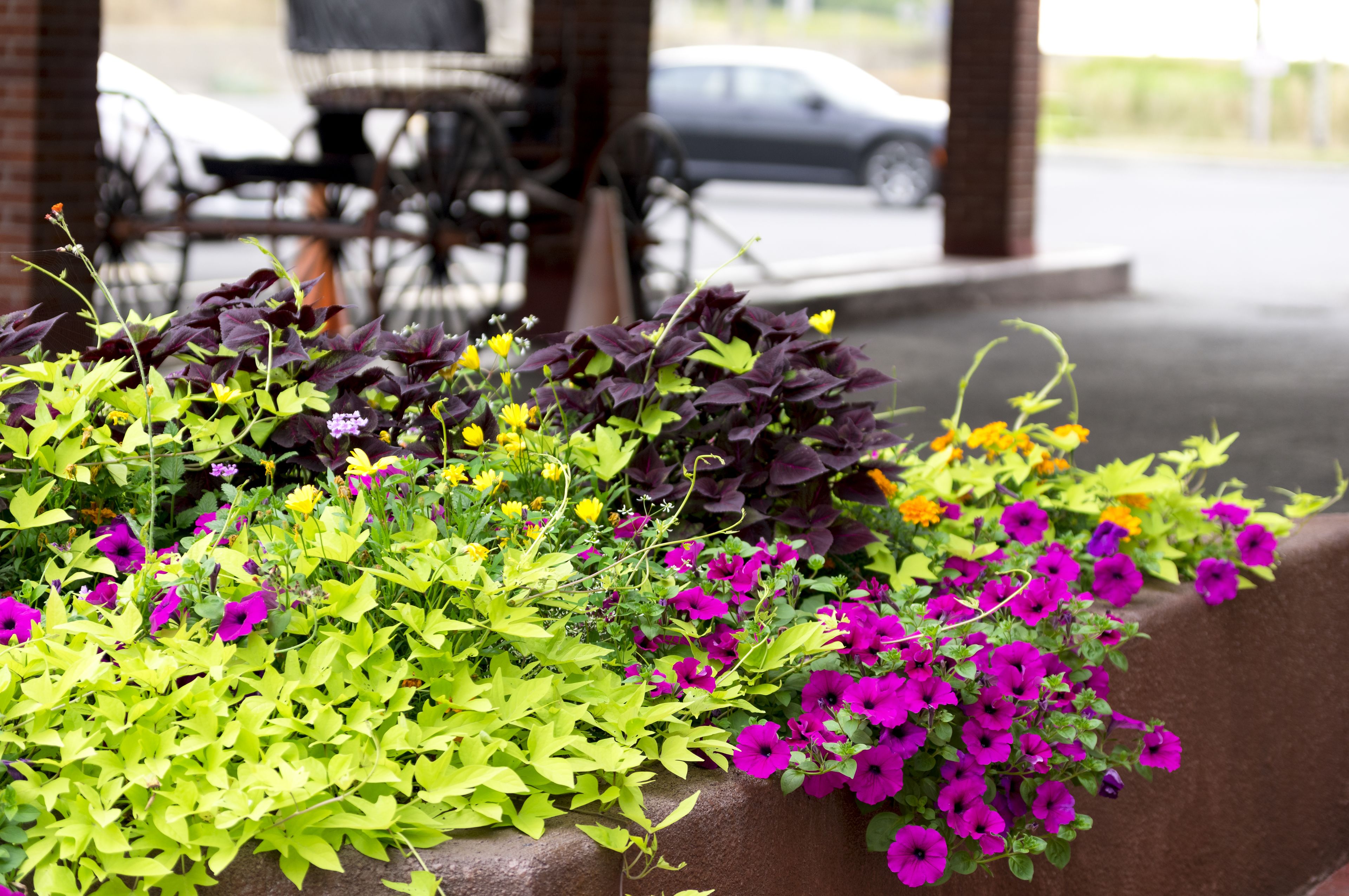 A planter with various flowers and plants, including purple and yellow blooms, and a brick wall in the background.