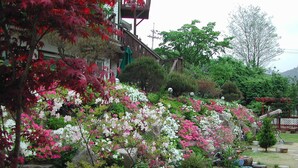 Um jardim com diversas plantas floridas e uma estrutura de madeira com cobertura.