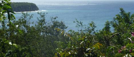 A coastal view with dense foliage in the foreground and a clear view of the ocean and a distant island.