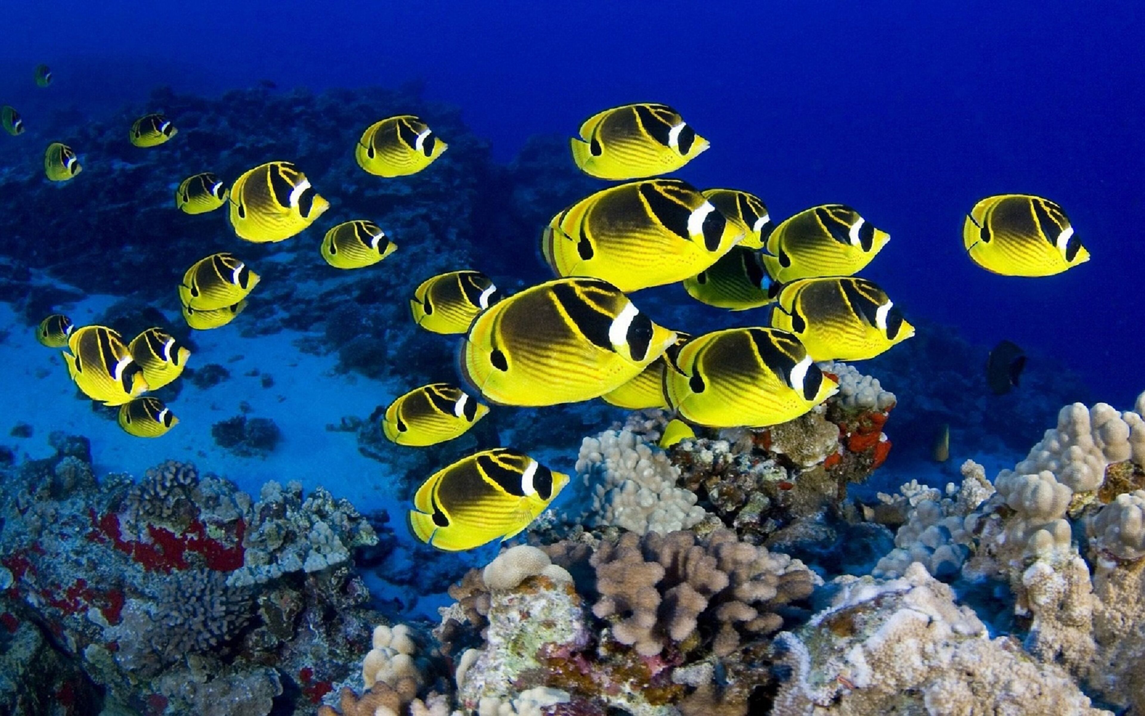 A group of yellow fish with black stripes swimming near a coral reef.