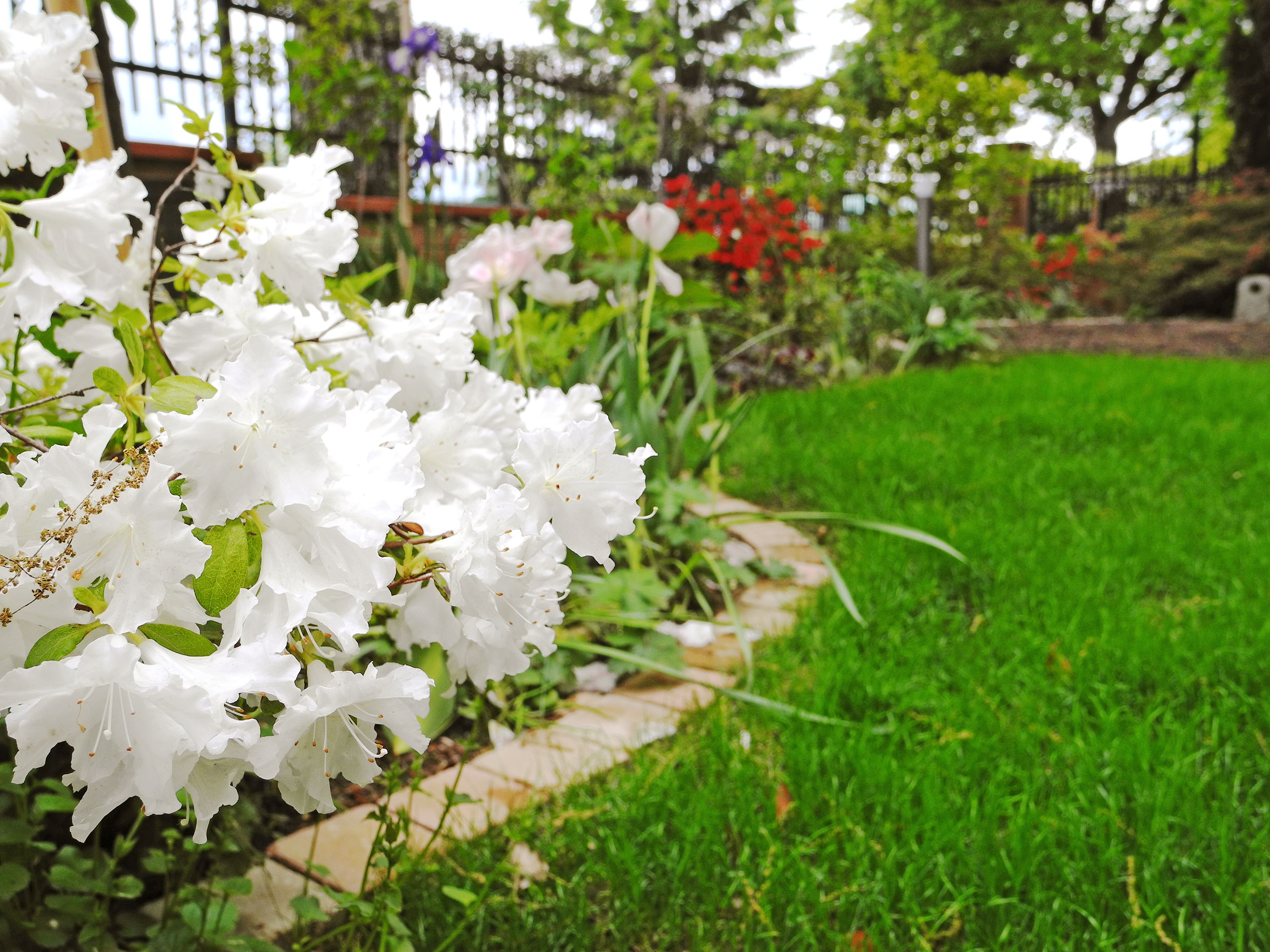 Un jardín con flores blancas y un sendero.