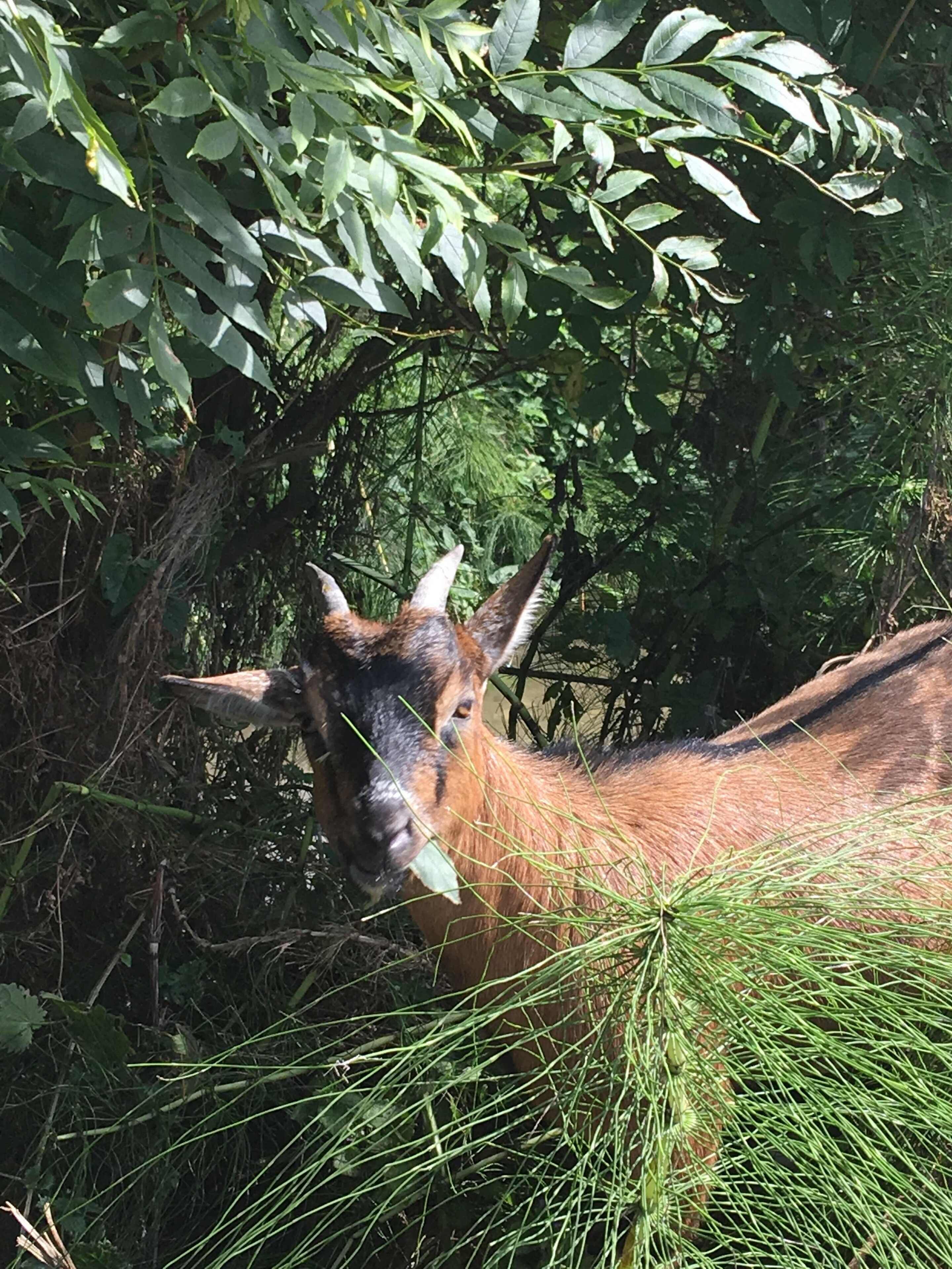 A horse grazing in a lush, green forested area.