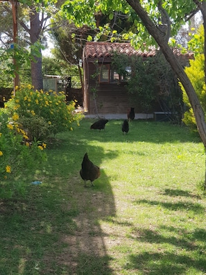 Garden - Nar Bagevi (Bozcaada)