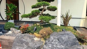 A bonsai tree, a potted plant, and a rock garden in a hotel lobby. - Zhong Huang Hotel (Kunming)