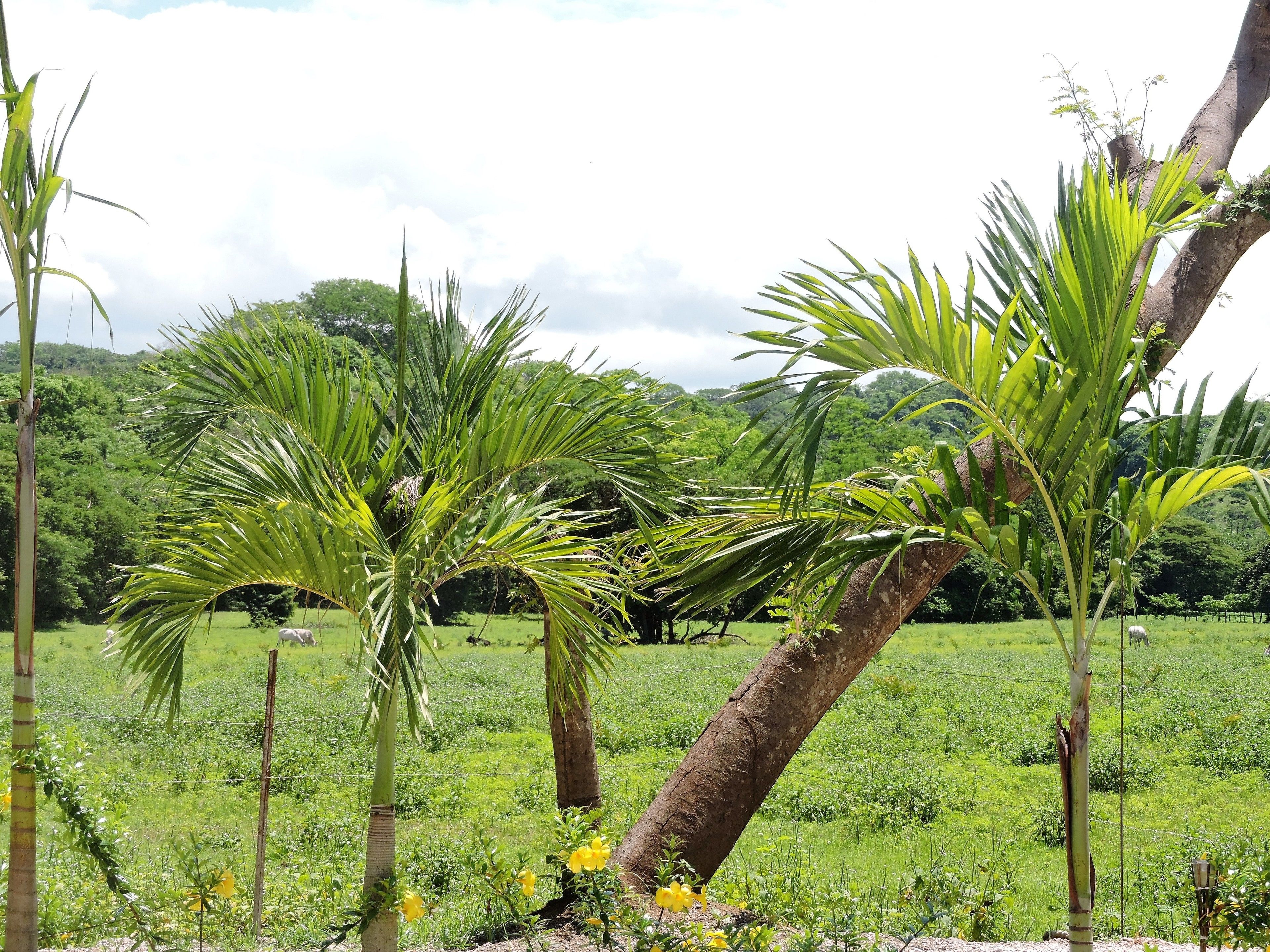 Un campo verde exuberante con palmeras y una valla.