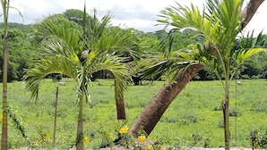 A lush green field with palm trees and a fence. - Las Perlitas Boutique Hotel (Sámara)
