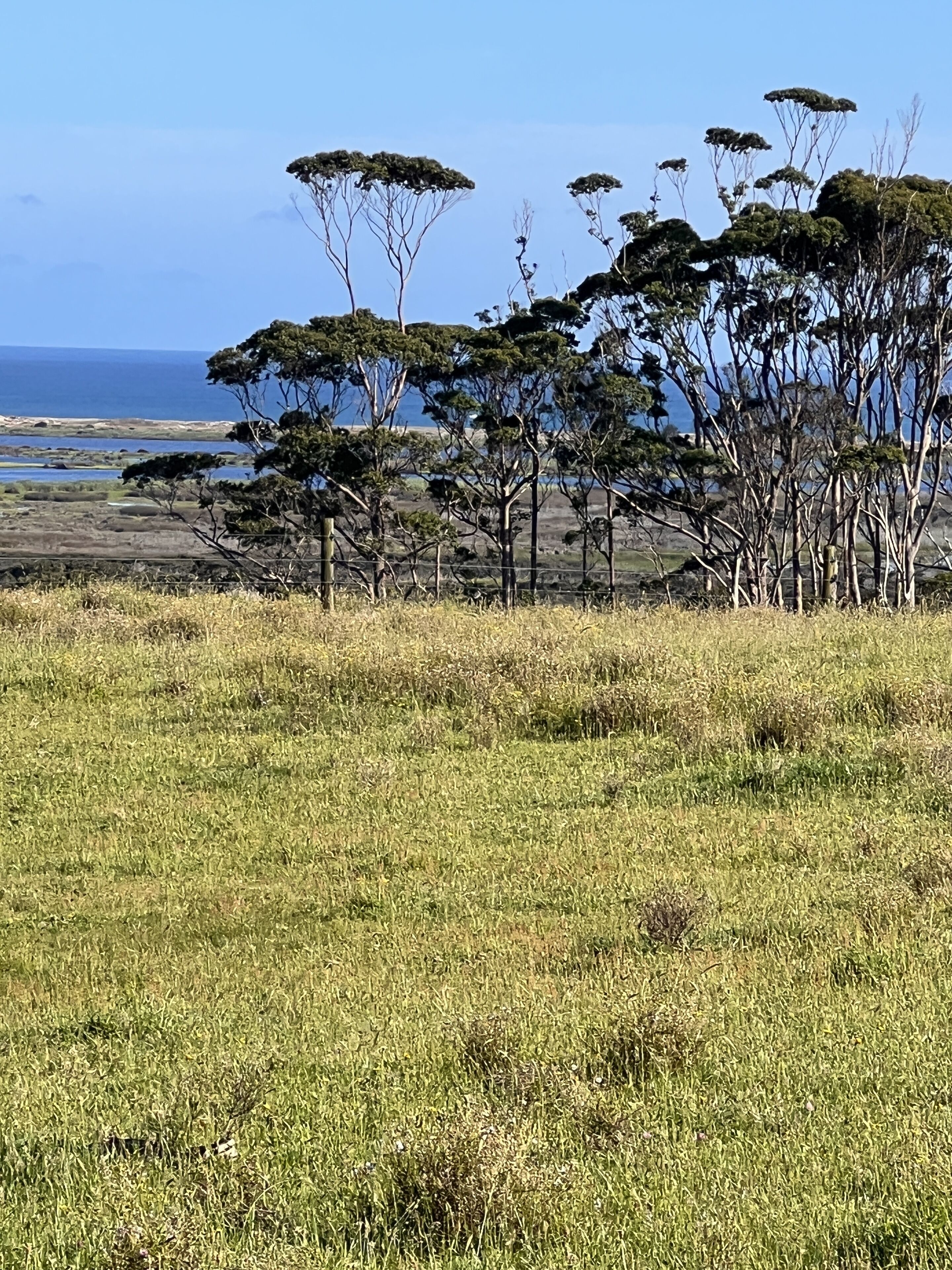 Ein grasbewachsenes Feld mit vereinzelten Bäumen und einem Blick auf das Meer in der Ferne.