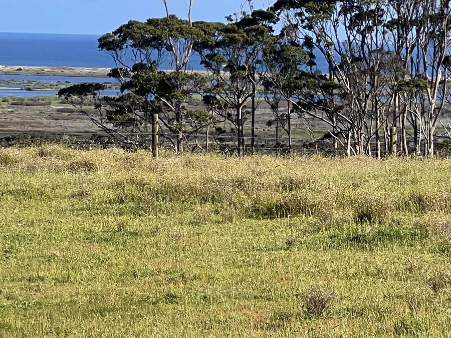 Ein grasbewachsenes Feld mit vereinzelten Bäumen und einem Blick auf das Meer in der Ferne.