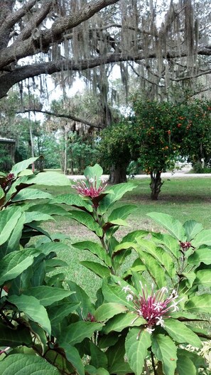 Terrein van de accommodatie