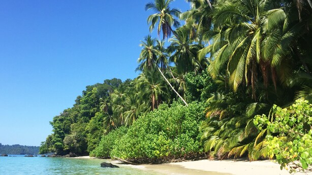 A beach with clear turquoise water, white sand, and lush green foliage including palm trees. - Villa Coco (Hicaco)