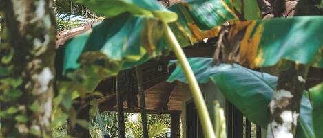 A tropical garden with hammocks and a wooden deck.