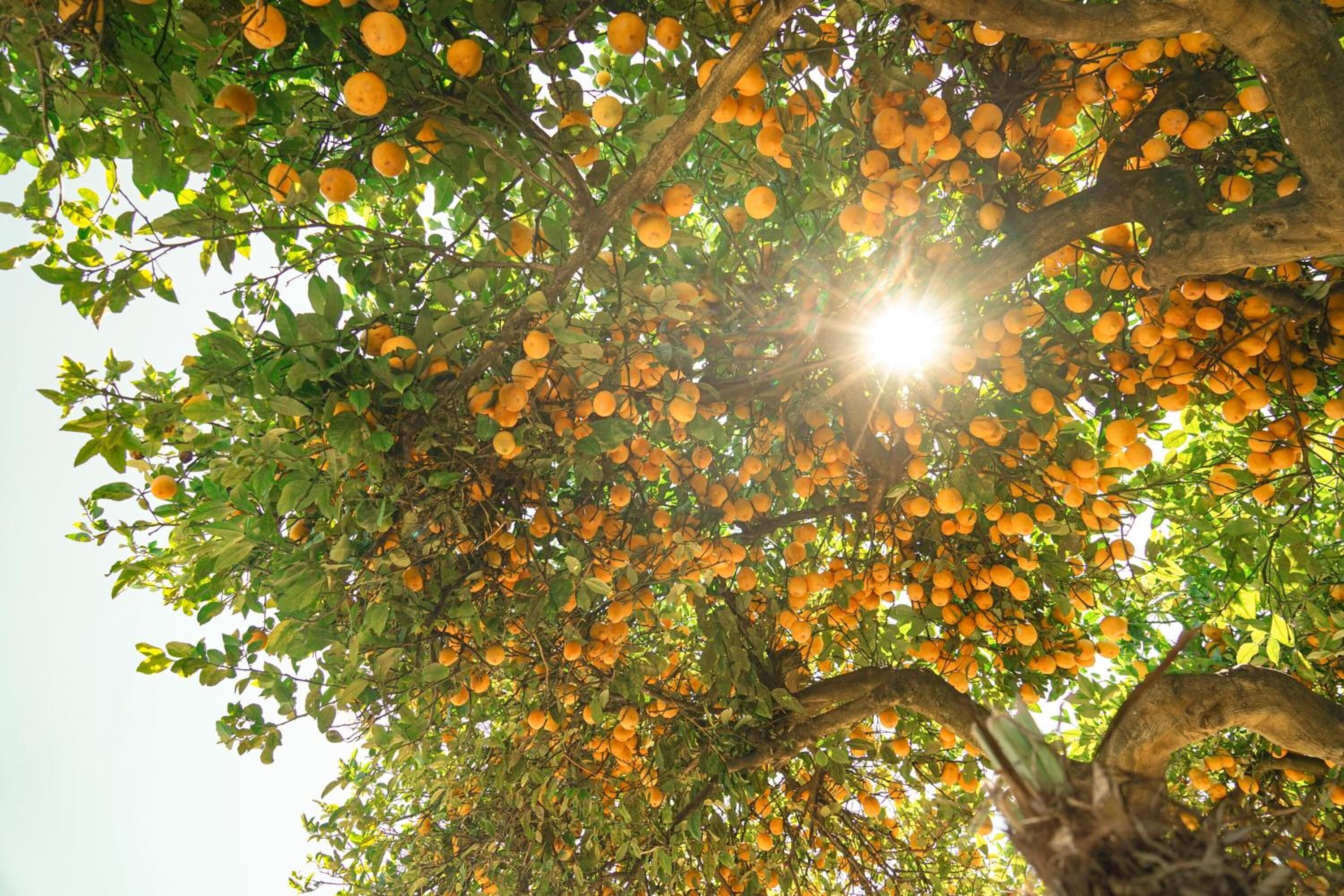 A tree full of oranges with sunlight filtering through the leaves.