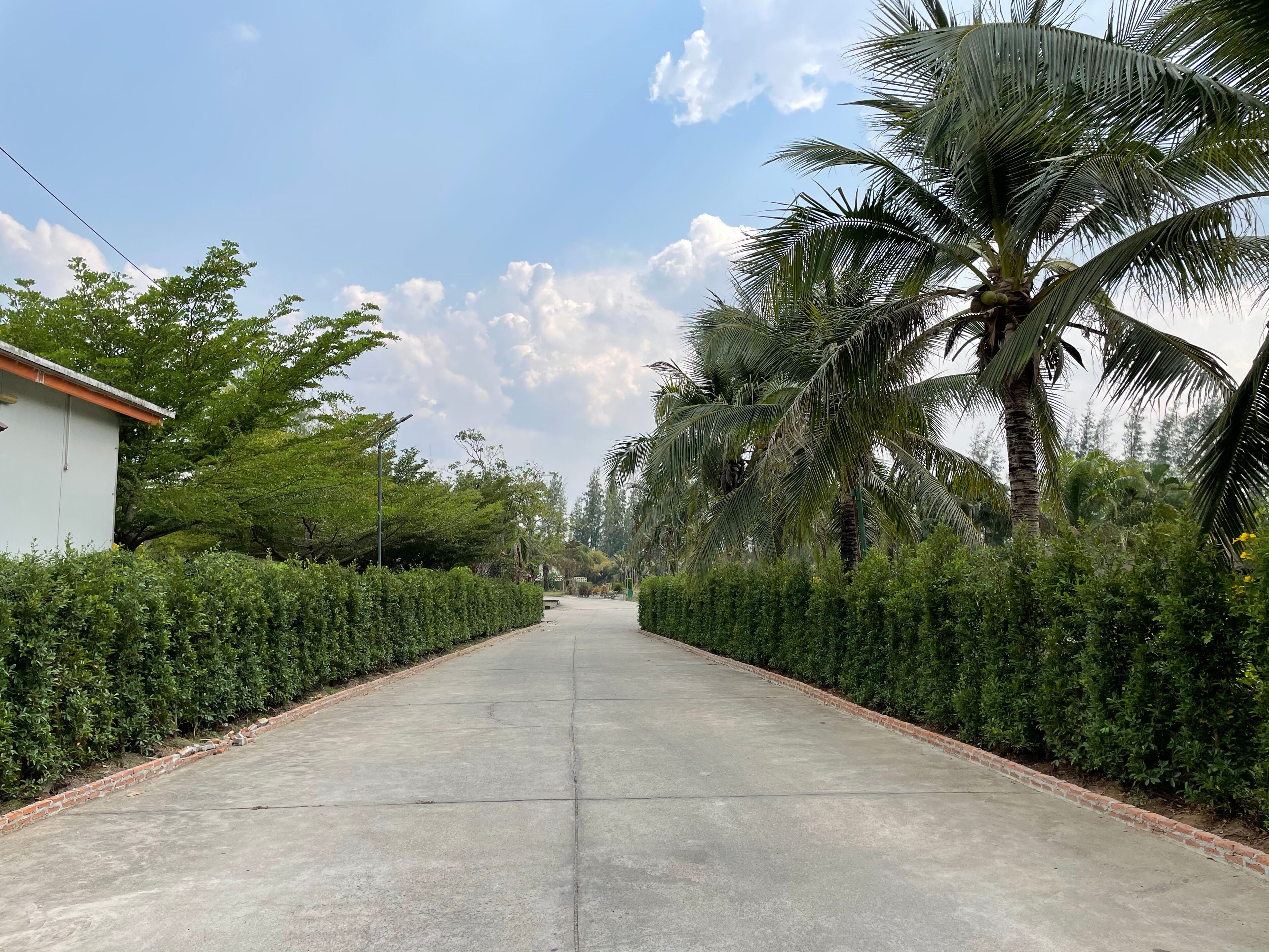 A paved pathway flanked by dense green hedges and tall palm trees, leading towards a white building with a red roof.