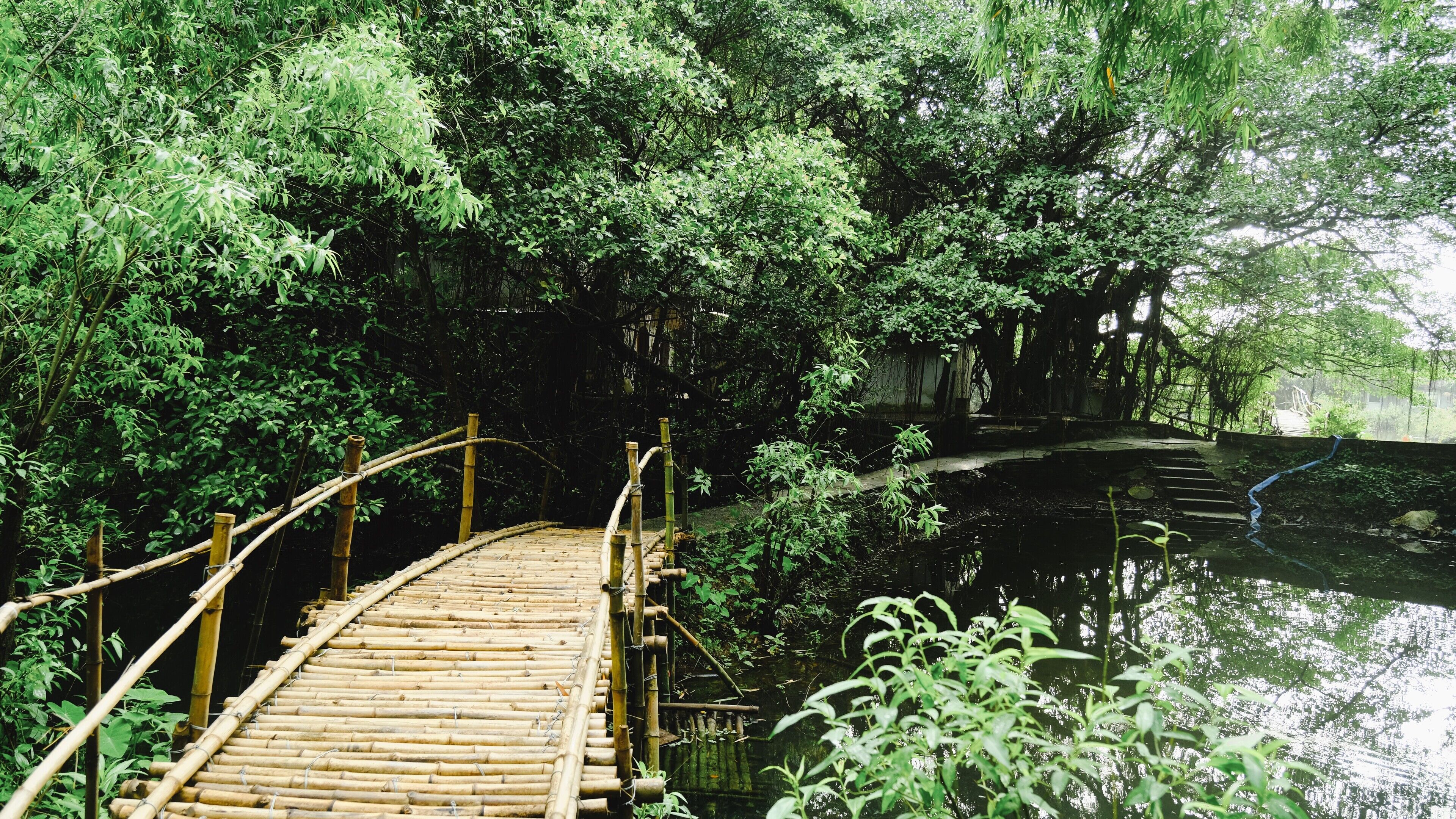 Un puente de bambú sobre una masa de agua tranquila rodeada de vegetación densa.