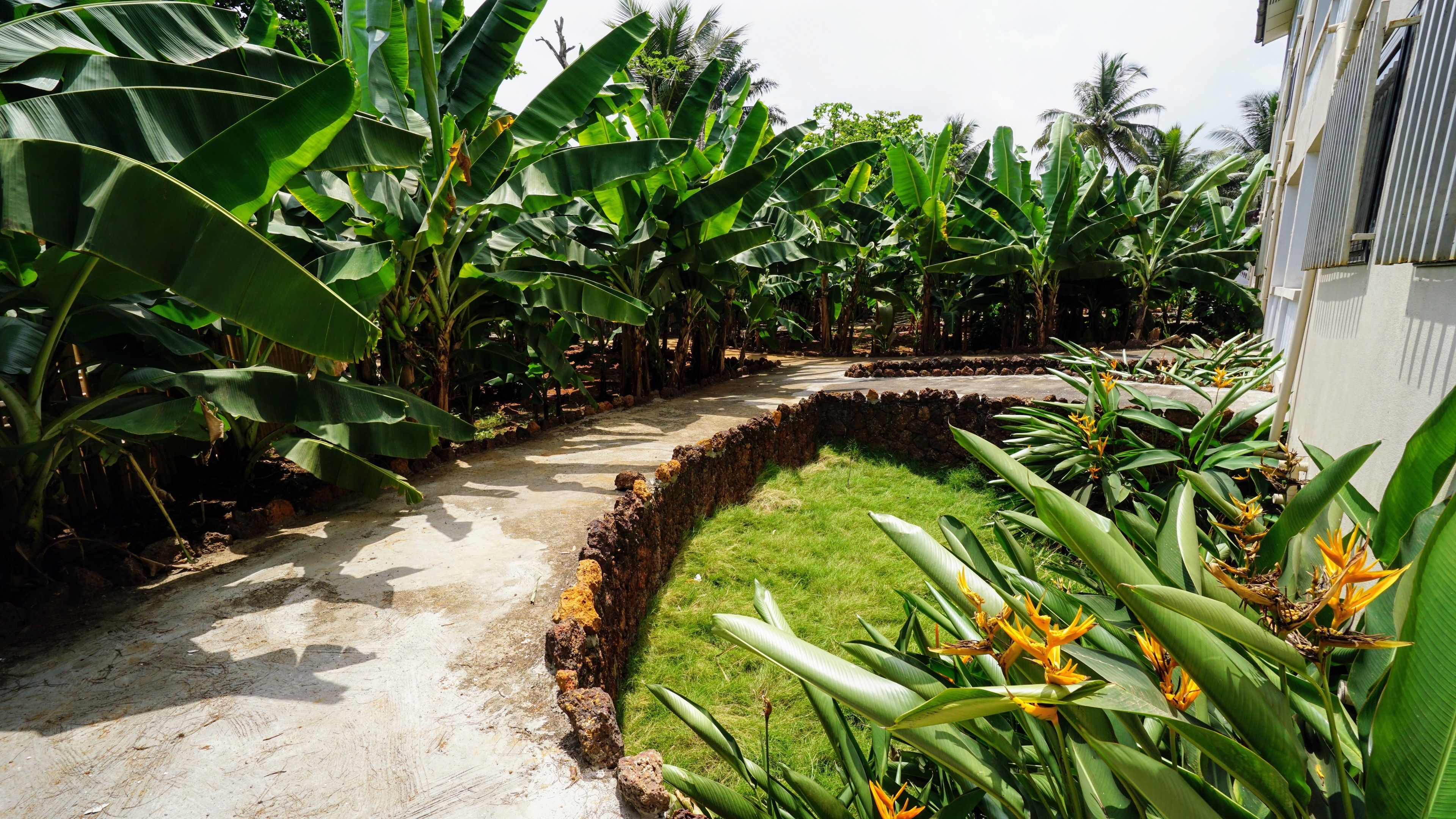 Un sendero rodeado de exuberantes plantas de banano y una pequeña zona de césped con flores amarillas.