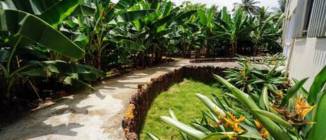 Un sendero rodeado de exuberantes plantas de banano y una pequeña zona de césped con flores amarillas.