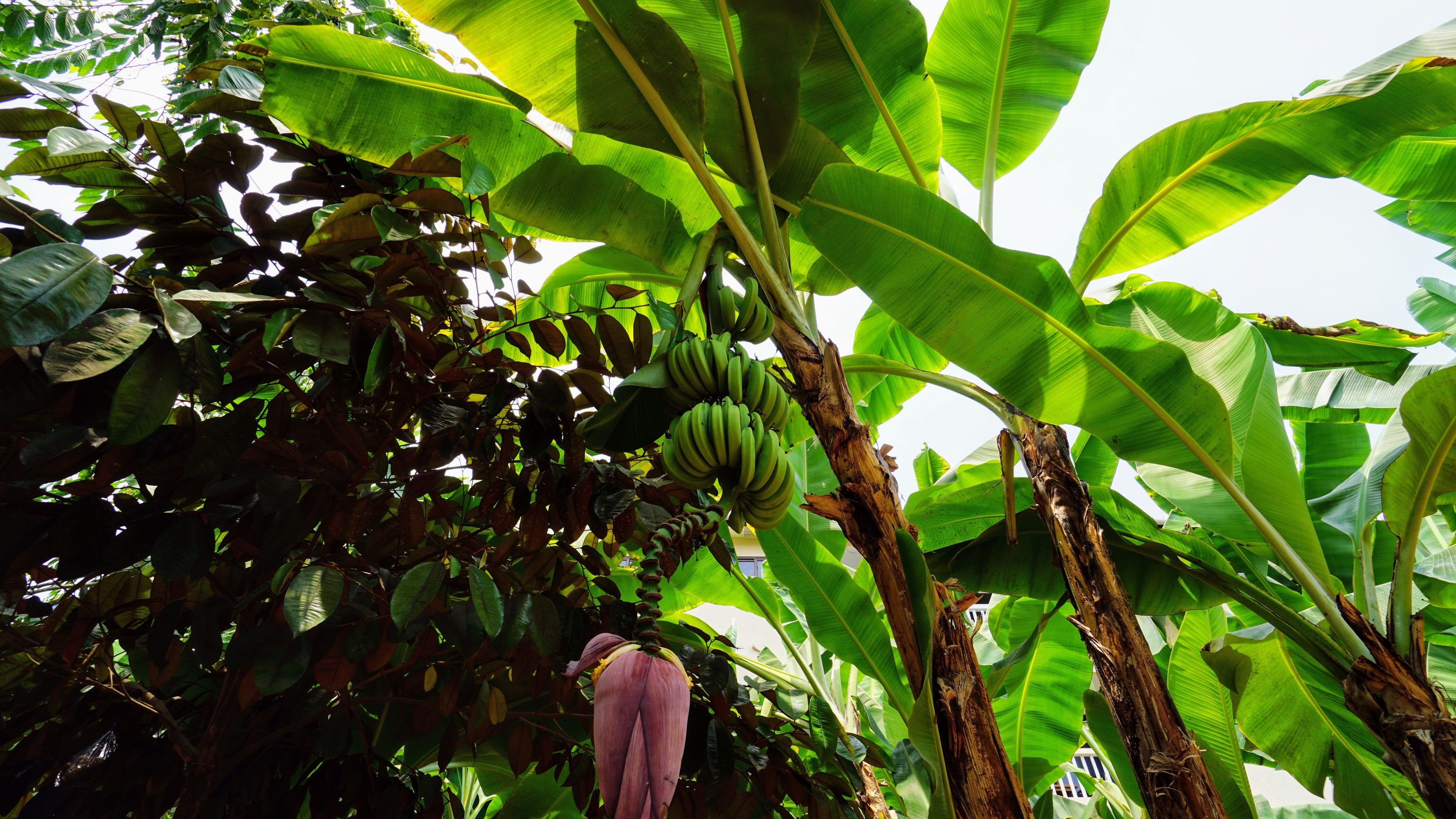 Un bananero con plátanos verdes y una flor rosa.