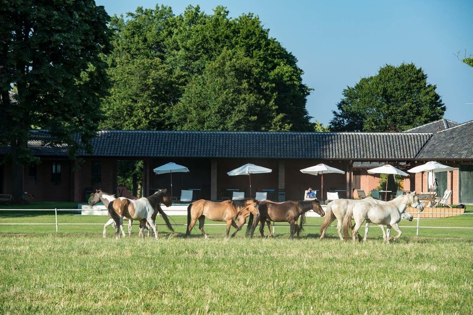 A stable with horses and a covered seating area with umbrellas.