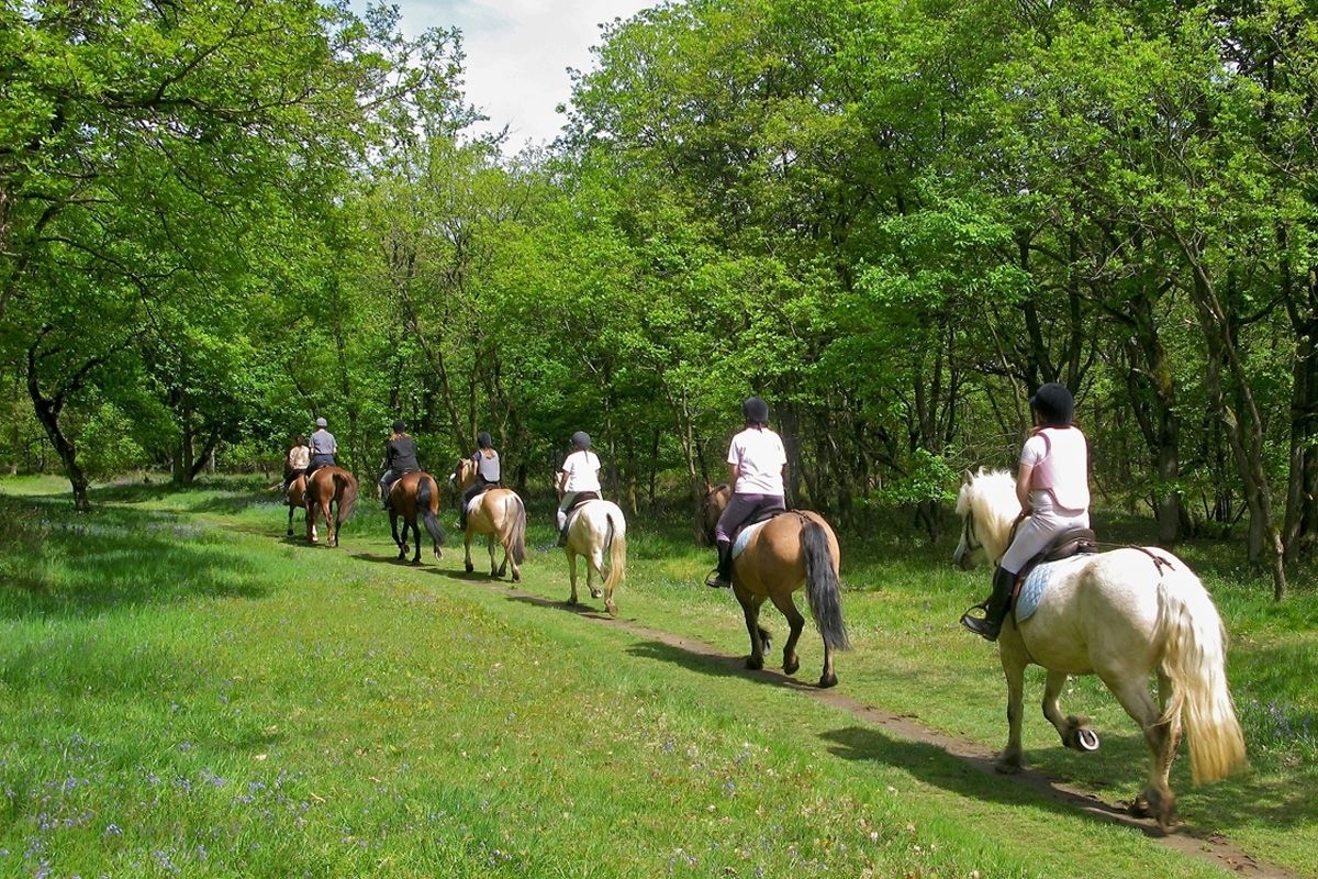 Un grupo de personas montando a caballo por un sendero cubierto de pasto y rodeado de árboles.