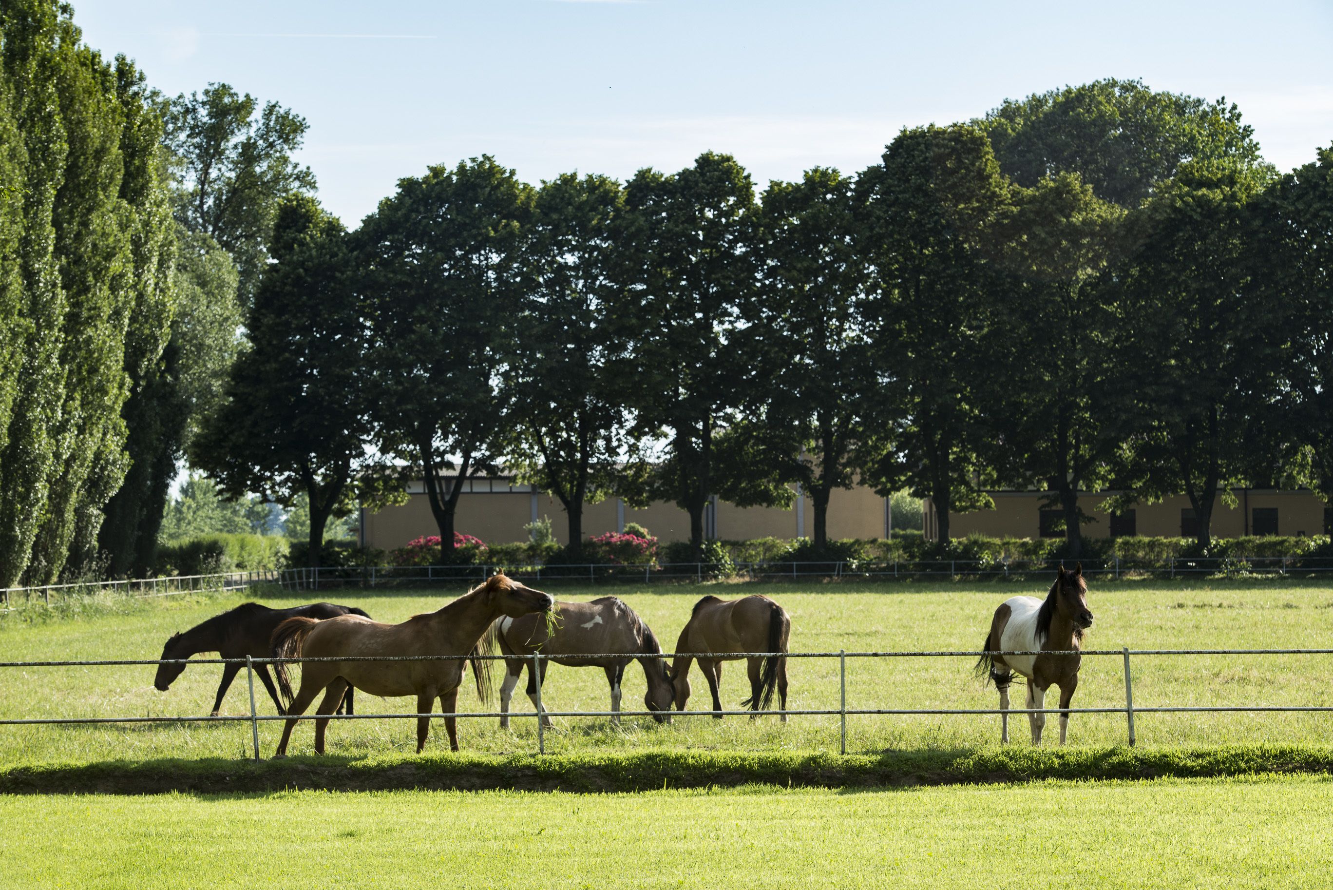 Un espacio al aire libre cercado con caballos pastando.