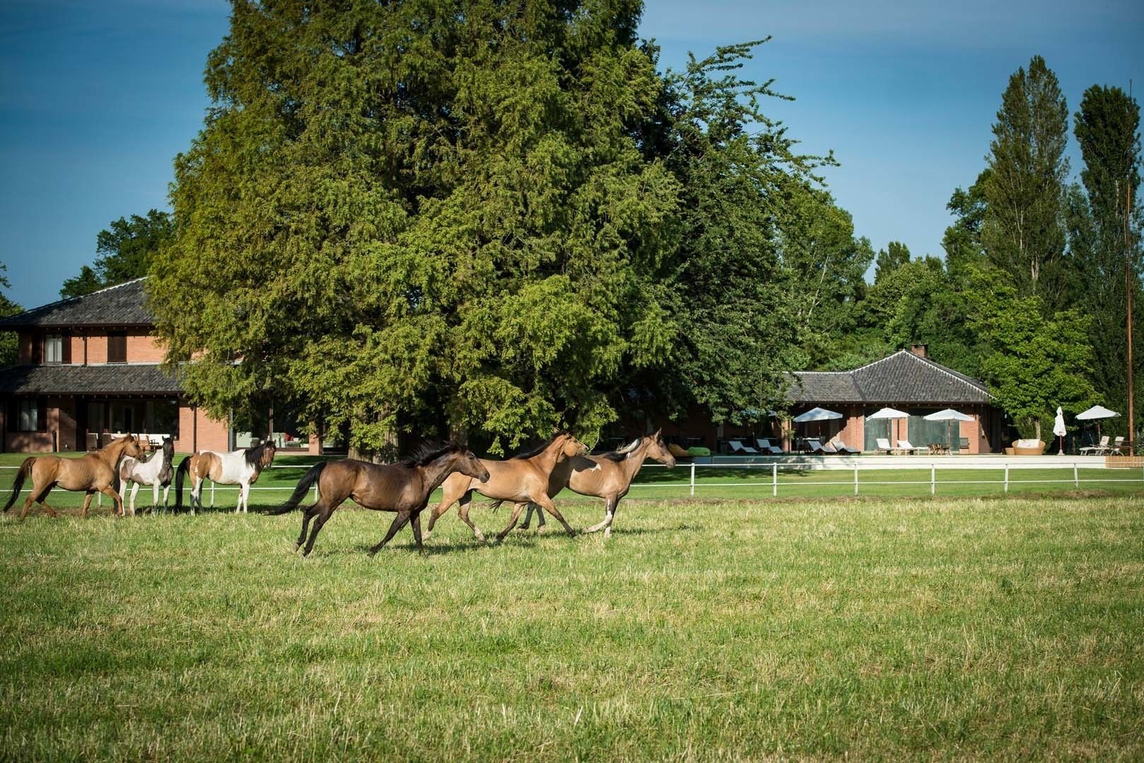 A stable with horses and a building with a sloped roof and outdoor seating area.