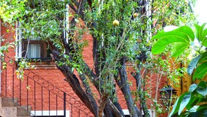 A courtyard with a fountain, a tree with yellow fruits, and a staircase leading to a building with red walls. - Hotel Santo Santiago (Tonalá)