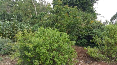 Nakoosi Eco Lodge & Backpackers