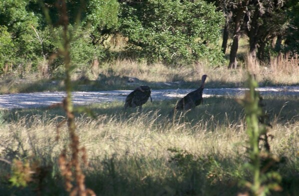 Dos aves en un entorno natural con árboles y césped.