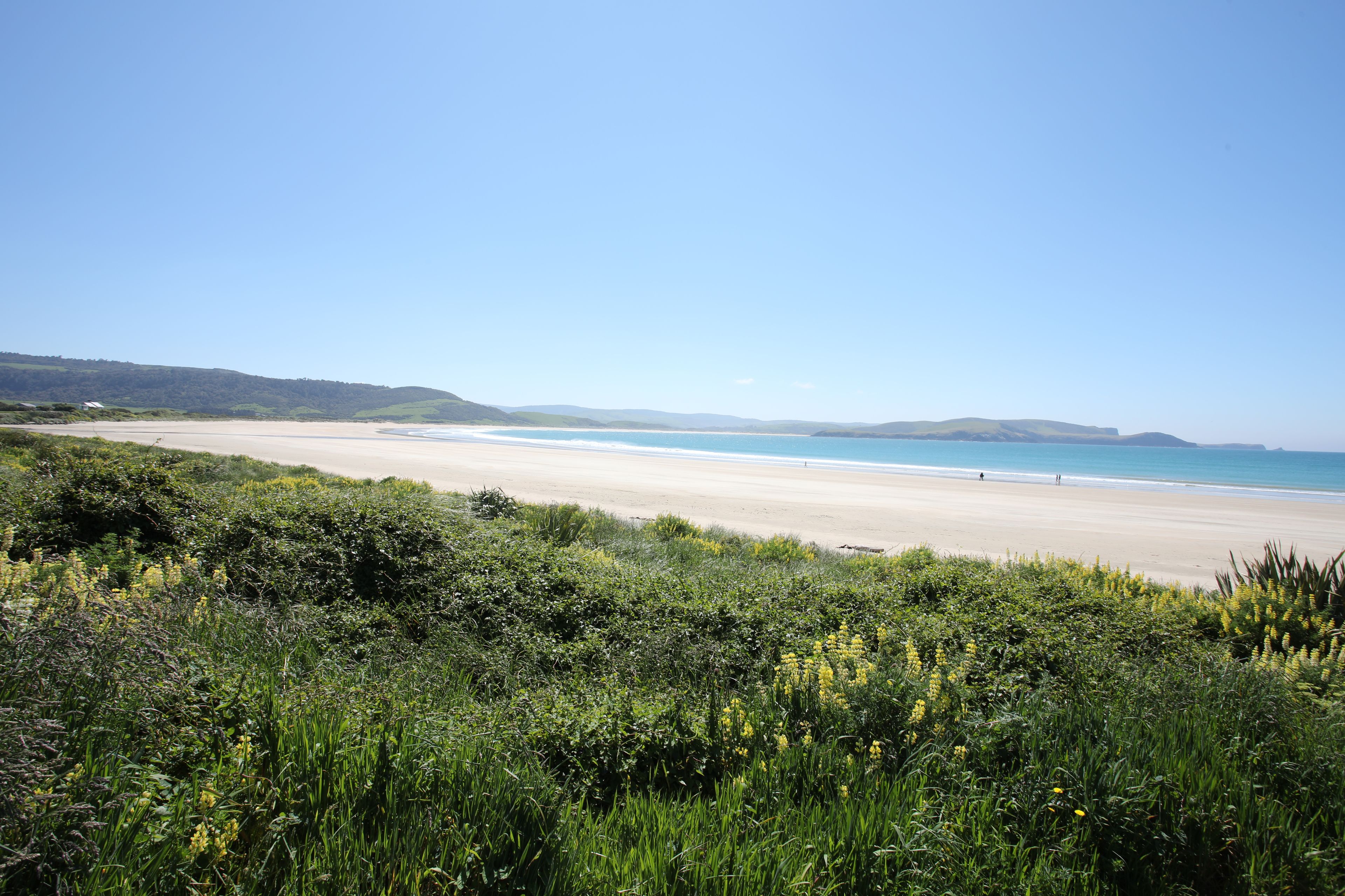Una playa con cielo despejado, orilla arenosa y vegetación verde al frente.