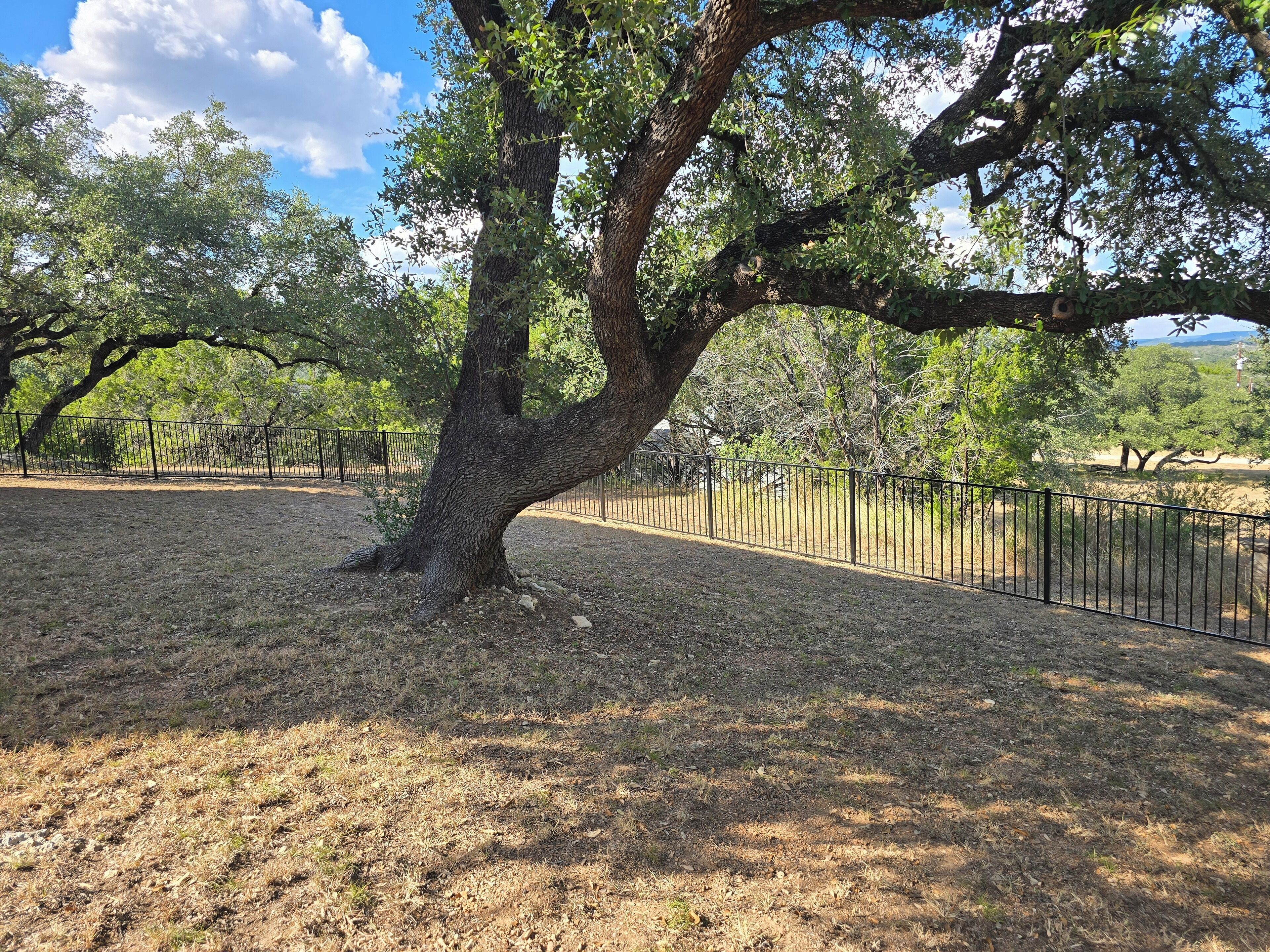 Un grand arbre, doté d’un tronc épais et de branches luxuriantes, se dresse dans un espace extérieur clôturé où l’herbe est sèche.