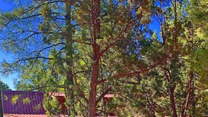 A rustic cabin with a wooden deck, surrounded by trees. -  SWEET, IMPECCABLE CABIN IN THE PINES ! HIKING, LAKES! (Show Low)
