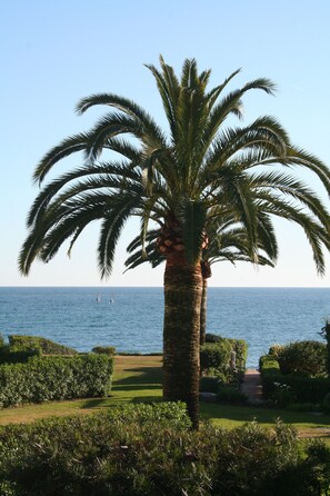 A palm tree in a landscaped garden with a view of the sea. - Luxury Townhouse, Beachfront, Stunning Sea View, Large Pool,  3 Bedrms, sleeps 7 (Estepona)