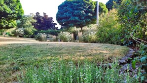 Un giardino con diverse piante e un grande albero sullo sfondo.
