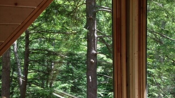 Una ventana con vista a un bosque frondoso.