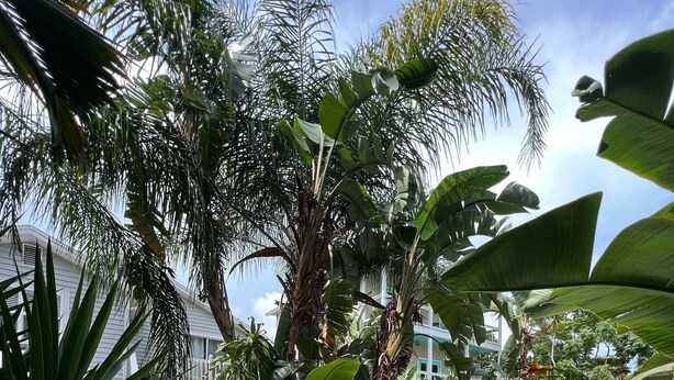 Um jardim tropical com diversas plantas e uma área de estar com cadeiras.