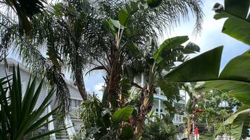 A tropical garden with various plants and a seating area with chairs.