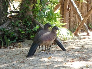 Two birds standing on a sandy ground with some greenery and a tree trunk in the background.