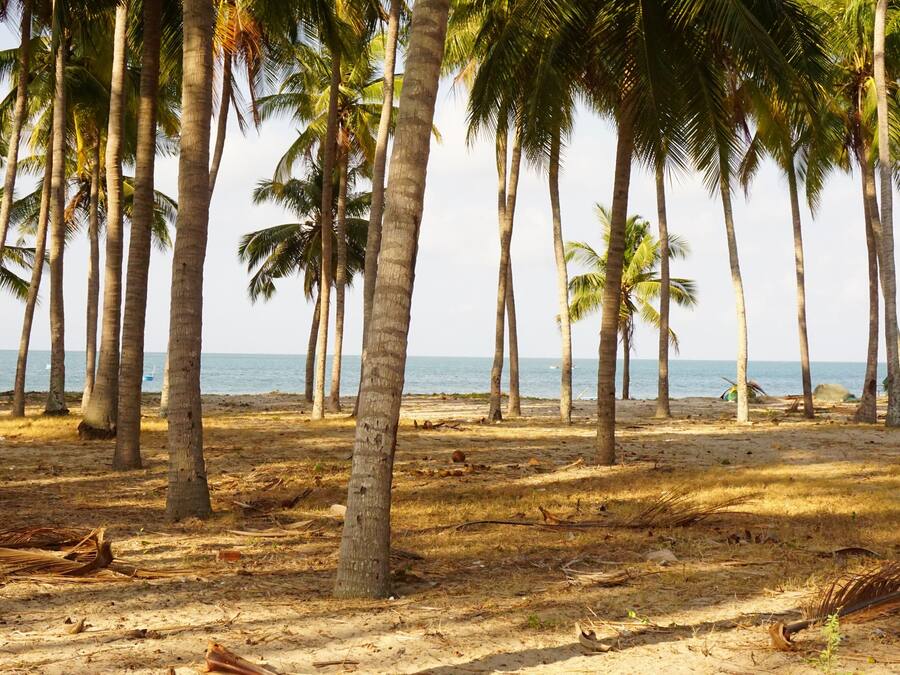 Una playa con altas palmeras y una orilla arenosa.