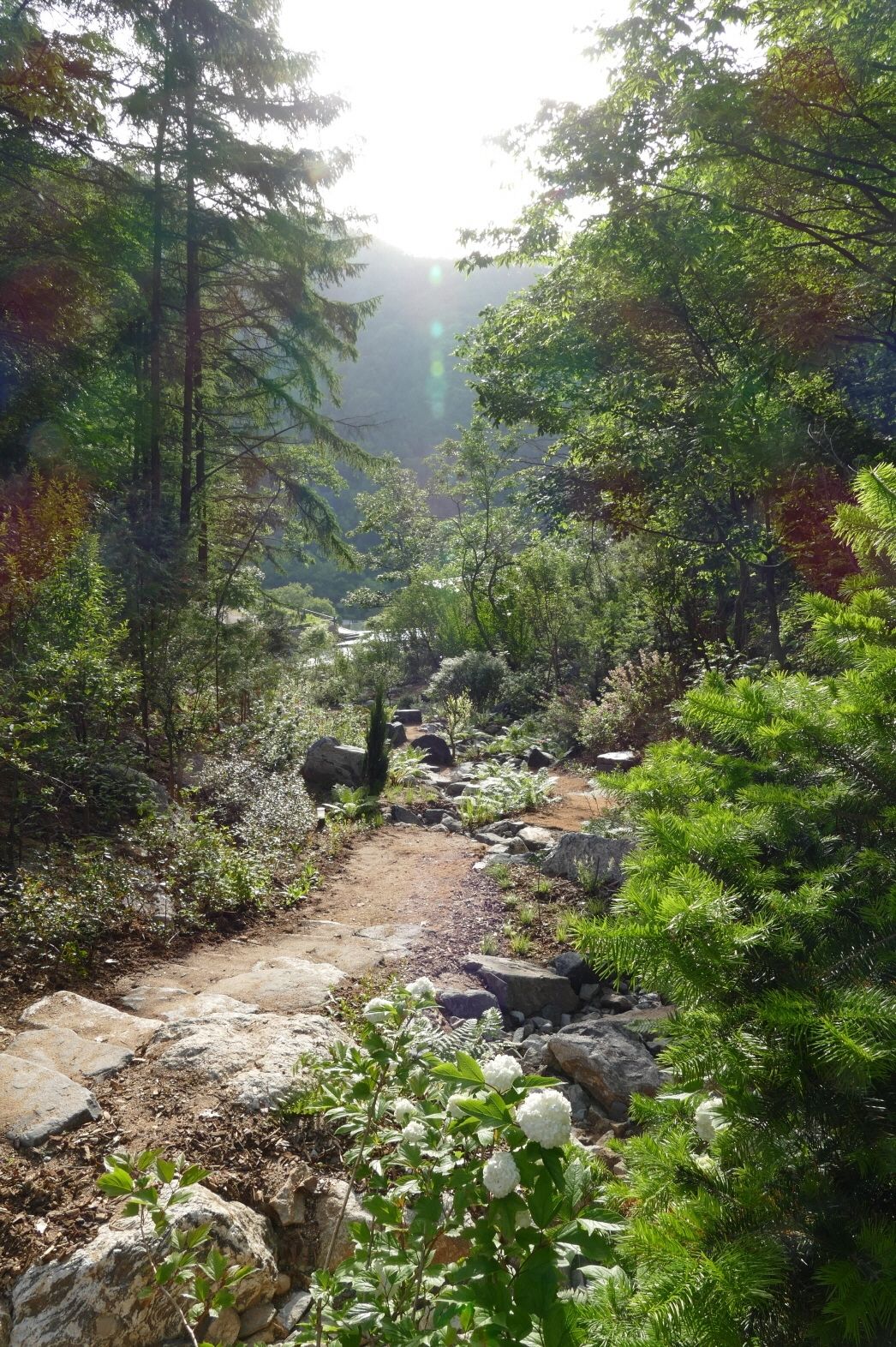 A forested area with a dirt path, rocks, and white flowering plants.