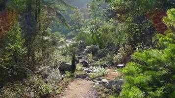 A forested area with a dirt path, rocks, and white flowering plants.