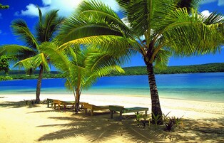 A beach with palm trees and a bench.