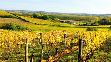 A vineyard with rows of grapevines and a distant view of houses.