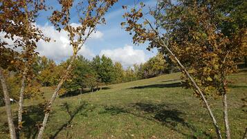 A grassy hillside with trees and a clear sky.