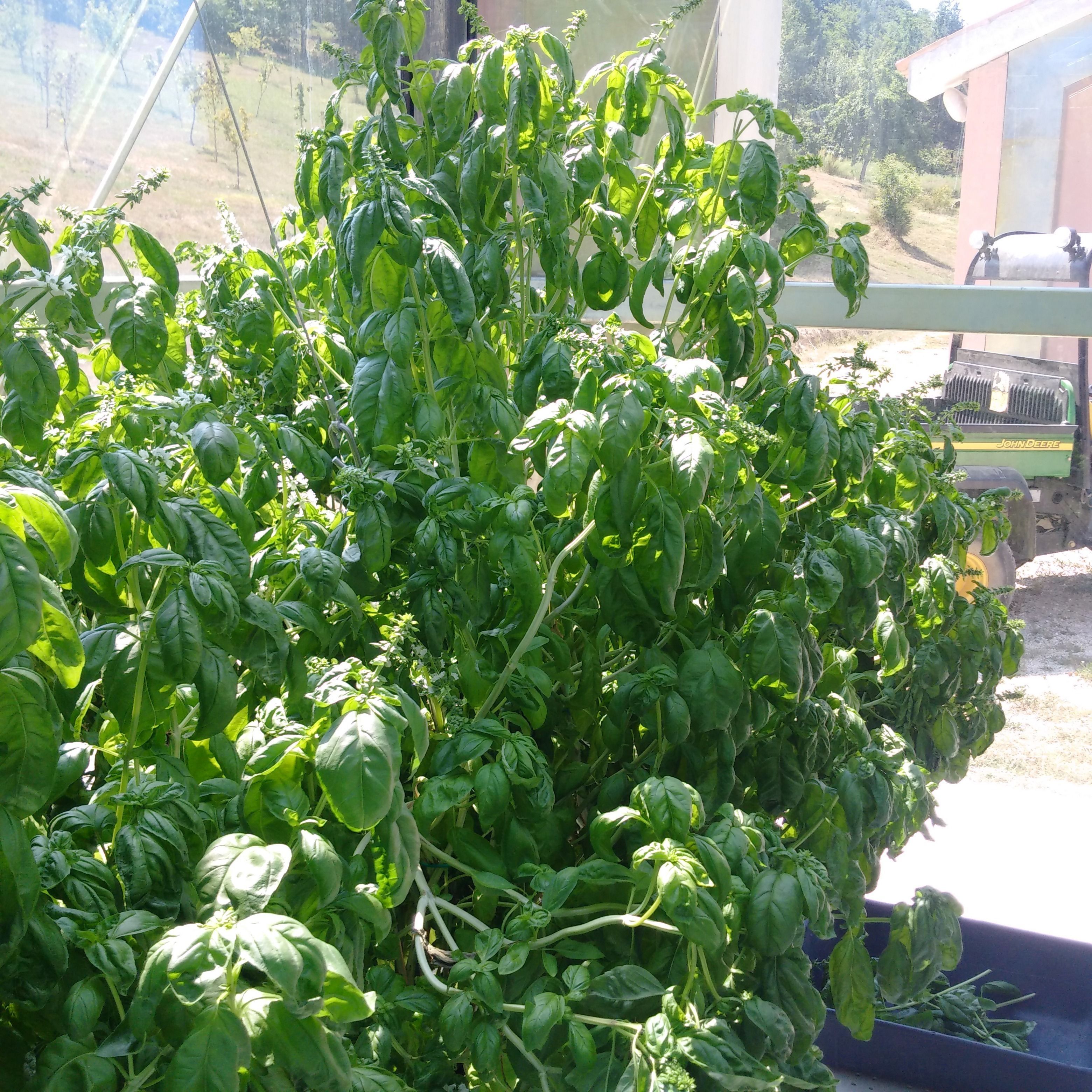 A lush green basil plant in a pot, with a John Deere tractor visible in the background.