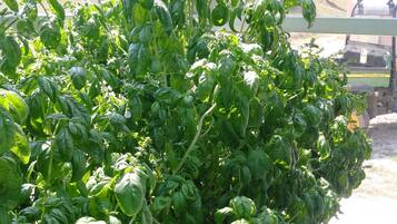A lush green basil plant in a pot, with a John Deere tractor visible in the background.
