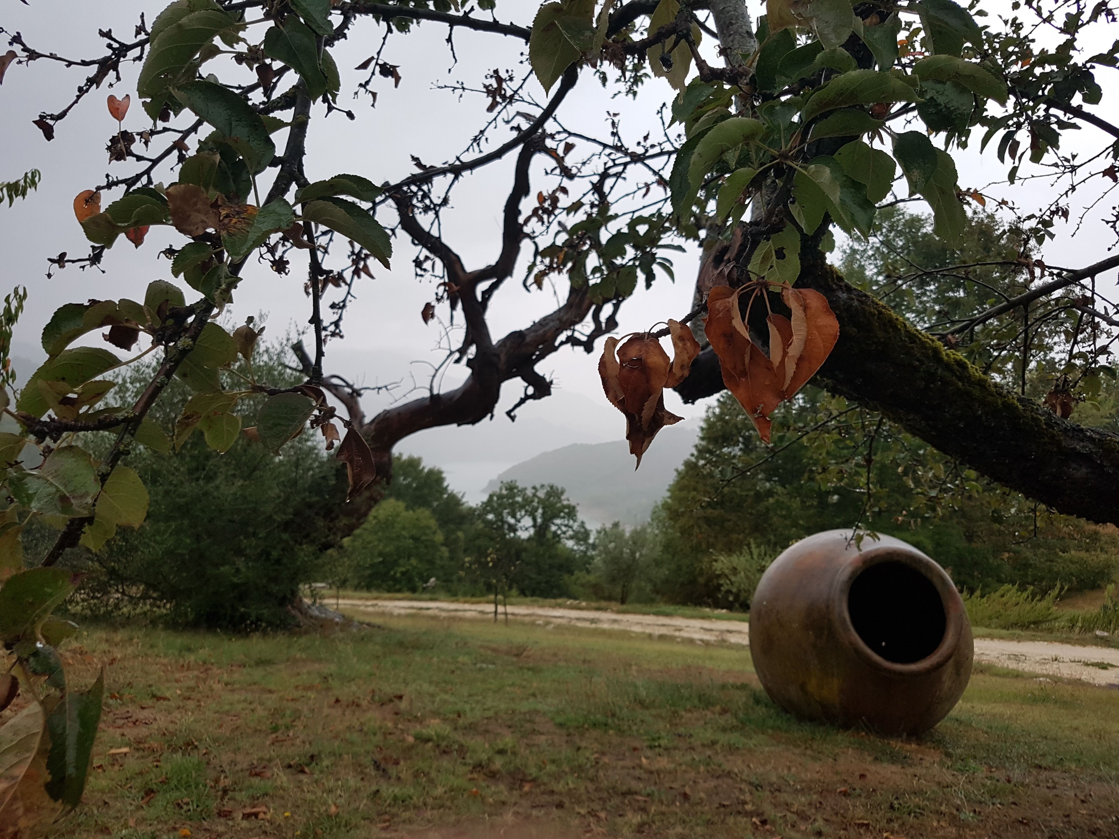 A rustic outdoor scene with a large pot on the ground, surrounded by trees and a grassy field.