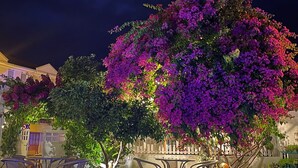 A nighttime view of a pool area with a well-lit patio and a large tree with purple flowers. - Grandma's Garden (Ortaca)